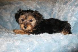 The yorkie poo dog manual. 7 Things You Need To Know About The Yorkipoo Animalso
