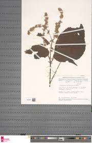 Image result for Triumfetta cordifolia