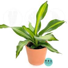 Image result for Dracaena laxissima