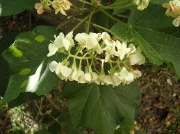 Image result for Dombeya acutangula
