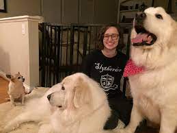 Unfortunately, their intelligence can make training a bit of a hassle. Life With A Great Pyrenees During The Summer