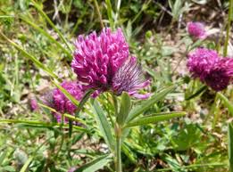 Image result for Trifolium isthmocarpum
