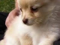 7 Pom Chi Ideas Pomchi Puppies Puppies Pomchi Dogs