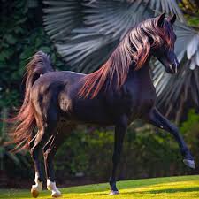 الكويت للخيل مربط فرسان الصحراء ضحك السعودية قصيد خيل فرس شعر خواطر فيديو وناسه تصاميم اب Beautiful Horses Horses Beautiful Arabian Horses