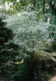 cornus alternifolia argentea bontbladige kornoelje forse struik kleine boom houd van vochtige voedzame grond b kleine bomen tuin veranda tuin voorbeelden
