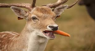 Explore these safe choices to feed your deer. Do Deer Eat Vegetables Carrots Tomatoes Cabbage Potatoes Mushrooms