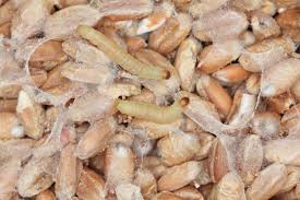 Larven verschiedener arten von maulwürfen können eine große auswahl motten effektiv daran zu hindern, in die wohnung zu kommen, spült neue sachen und überprüft. Die Welt Der Motten Jesmond