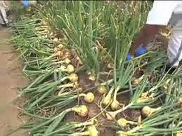 See full list on wikihow.com Vidalia Onion Research Georgia Farm Monitor Youtube
