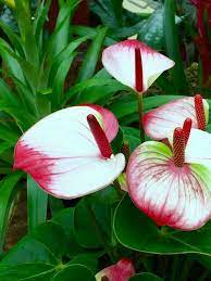 Pin By Lisa Bourgine On Anthurium Anthurium Flower Anthurium Plant Rare Flowers