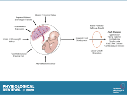We did not find results for: Developmental Origins Of Metabolic Diseases Physiological Reviews