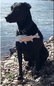 My Dog S Breath Smell Like Fish What Does Normal Dog Breath Smell Like Usually Normal Dog Breath Doesn T Have A Particular Dog Breath Dogs Large Dog Breeds