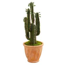 Burpee's vegetable plants ship at proper planting time for your area and help speed up time to harvest. 3pcs Astrophytum Asterias Cactus Home Garden Decoration Beautiful Plants 3 3 5cm Home Garden Plant Care Soil Accessories