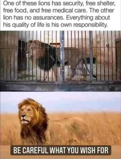 Lion's life in cage vs wild