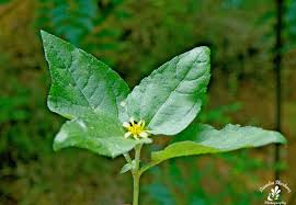 Image result for Calyptocarpus vialis