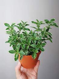 Serissa foetida f since serissa foetida is a synonym of s. Serissa Foetida Variegata Japonica Tree Of A Thousand Stars Snow Rose Furniture Home Living Gardening Plants Seeds On Carousell