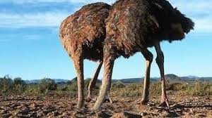 Madness Is An Ostrich Who Sticks Her Head In The Sand While A Pack Of Hyenas Closes In Around Her Chapter 31 Head In The Sand Animals Ostriches