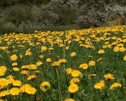 Image result for Taraxacum