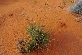 Image result for Fimbristylis dichotoma