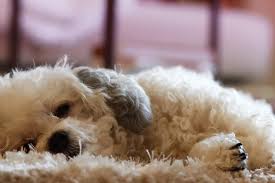 Ivermectin is not equally safe for all dogs. Natural Alternatives To Ivermectin For Dogs July 2021 Cbd Clinicals
