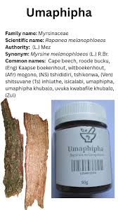 Image result for Rapanea melanophloeos