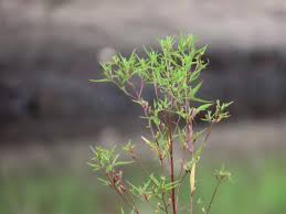 Image result for Ludwigia erecta