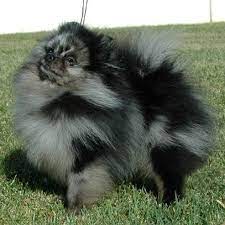 Check spelling or type a new query. Merle American Pomeranian Club