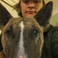 Our dogs tucker and hilda + art for new single Cameron Pass (demo)