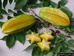 Caimito fruits are sweet and delicious. Carambola Starfruit Kary Tree Averrhoa Carambola