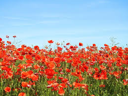 Check spelling or type a new query. 181 235 Poppy Photos Free Royalty Free Stock Photos From Dreamstime