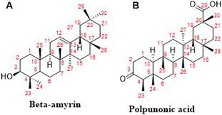 Image result for Ziziphus abyssinica
