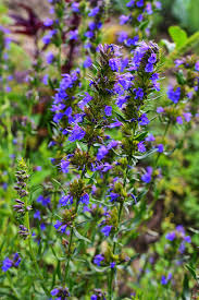 Image result for Lobelia minutula
