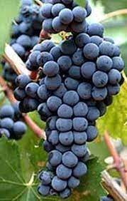 Maybe you would like to learn more about one of these? Primitivo Vitigni Rossi
