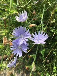 Pin On Wildflowers