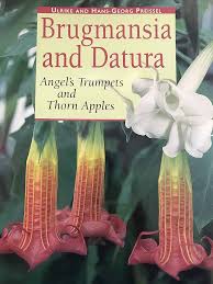 Image result for Datura