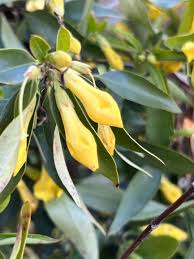 Image result for Gelsemiaceae