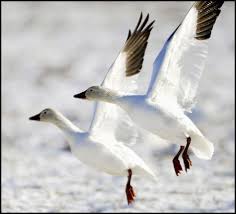 Kevin Fleming Photography Snow Goose Snow Goose Hunting Goose Hunting