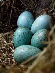 Blue Bird Eggs With Brown Spots Blackbird Bird Nest Black Bird Blue Eggs Bird Eggs