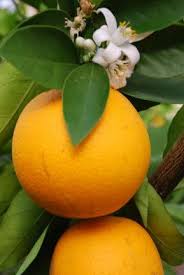 Be the first to review this product. Valencia Orange Edible Landscaping Valencia Orange Edible Landscaping Orange