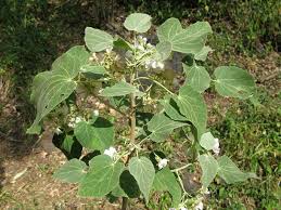 Image result for Dombeya torrida