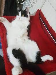 smokin kedi egitimi smokin kedi kedi smoki n