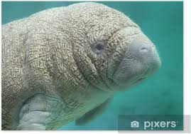 Die tour auf der suche nach der seekuh (manati/trichechus manatus) ist eine interessante tour, die bis nach panama führt, und zwar in das. Poster Baby Manatee Seekuh Pixers Wir Leben Um Zu Verandern