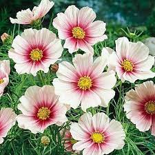 Cosmos Seeds Daydream Annual Flowers Cosmos Flowers Flower Seeds