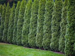 Now, the trees have grown very tall, but provide very little privacy towards the bottom, where i want it. Everything You Need To Know About Emerald Green Arborvitae Trees This Old House