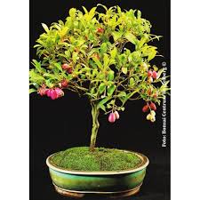 Indoors or when temps are above 40 degrees can be kept. Bonsai Seeds 14982 Syzygium Paniculatum Syn Eugenia Myrtifolia Valentine E Shop