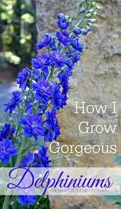 Pin On Gardening Ideas And Tips