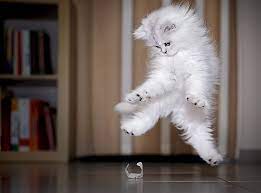 52 magnifiques photos de chats qui sautent 2tout2rien photo chat chats et chatons chats adorables