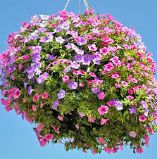 We did not find results for: How To Plant A Hanging Basket