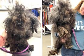 Severely Matted Dog Gets Rid of a Pound of Fur During Her Rescue Makeover  (Exclusive)