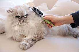 Sikantispets Tip How To Keep Your Cat S Fur Healthy Daily Brushing Is So Important For Persian Cats Cats Cat Fur Animals