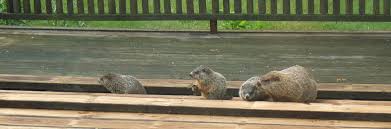 Bassets appear to enjoy every person:. Woodchucks Situations Solutions